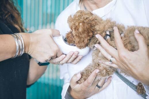 veterinarian feeding water to a puppy