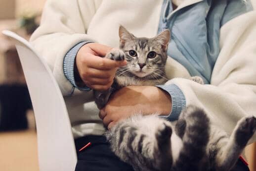 veterinarian holding a cat