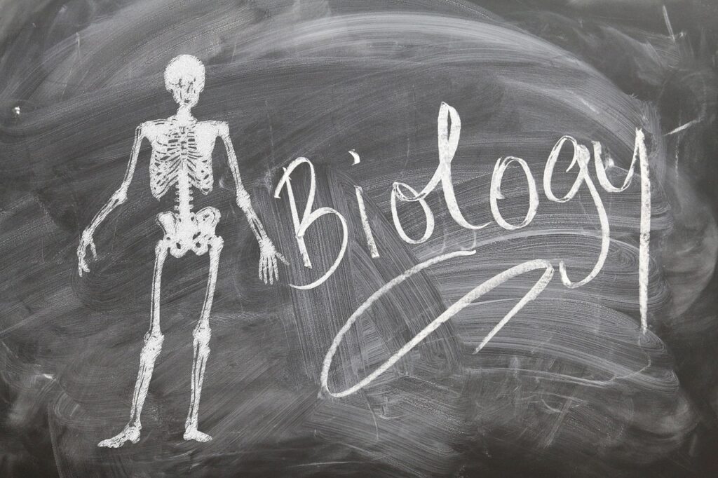 biology, school, skeleton-573022.jpg