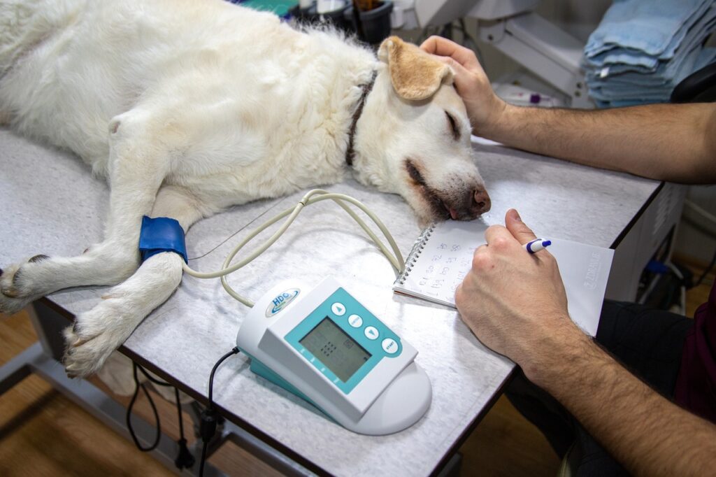 veterinary, blood pressure, pressure measurement-4940425.jpg
