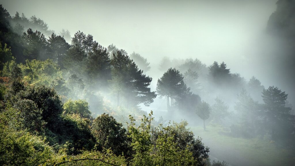 fog, landscape, nature-4671042.jpg