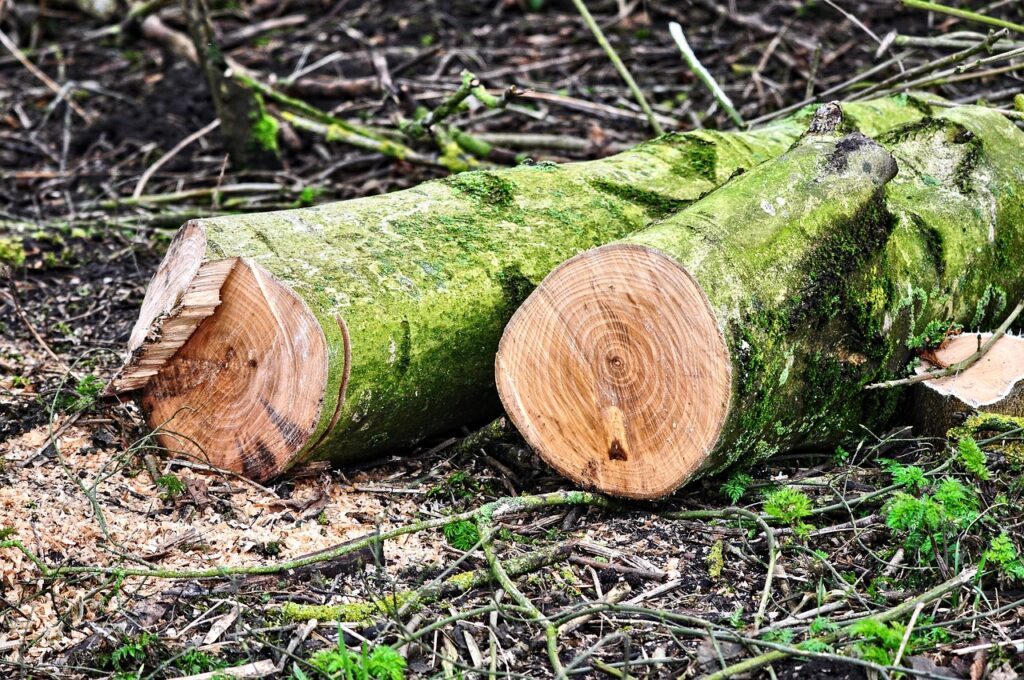 log, tree trunk, wood-3219843.jpg