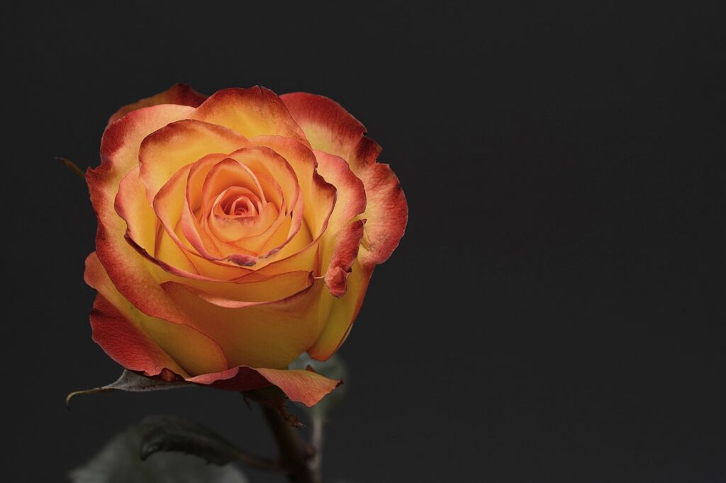 rose, flower, petal-3063283.jpg